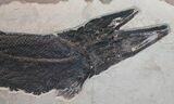 Nearly Foot Fossil Gar From Wyoming - nd Largest Found #39086-6